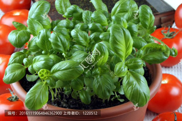 在一個(gè)鍋里和番茄羅勒