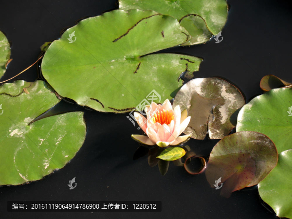 水百合