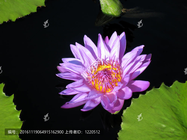 水百合