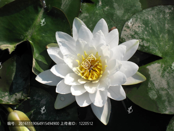 水百合