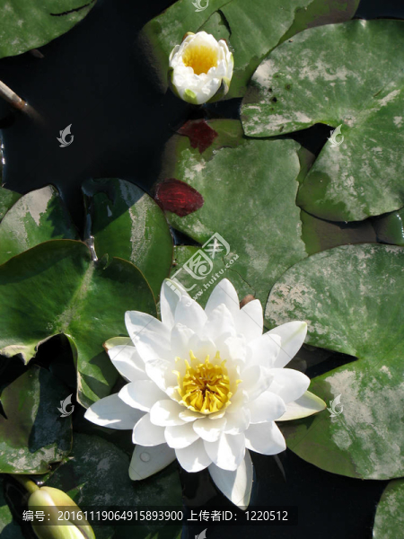 水百合
