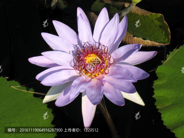水百合