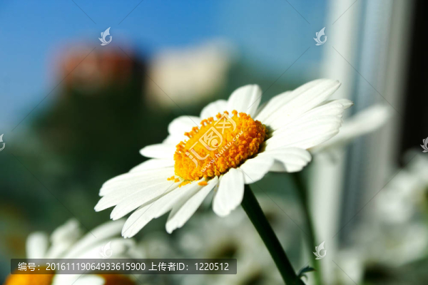 菊花頭上不潔的背景圖片