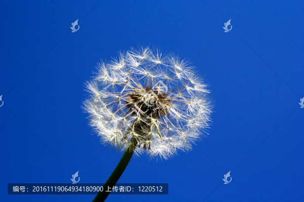 蒲公英頭上一階段的照片