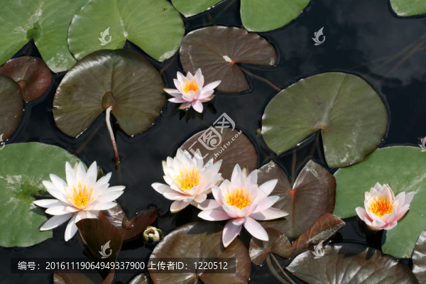 水百合