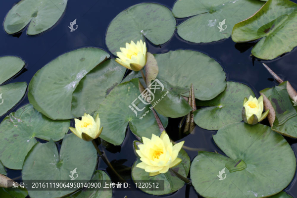 水百合