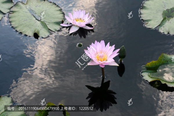 水百合-匯圖網(wǎng) www.fosd68.com 水百合