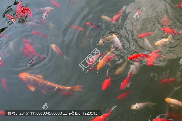 裝飾鯉魚(yú)和錦鯉