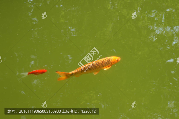 裝飾鯉魚和錦鯉