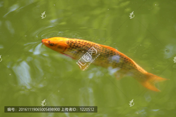 裝飾鯉魚和錦鯉
