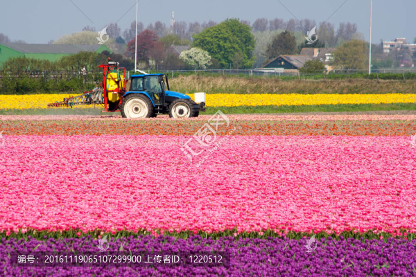 tulipfield