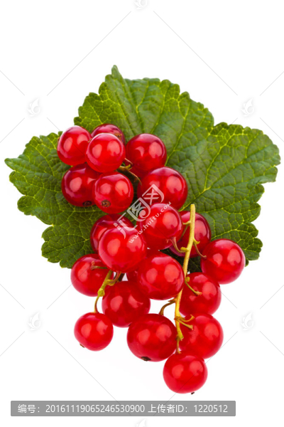 紅醋栗紅醋栗