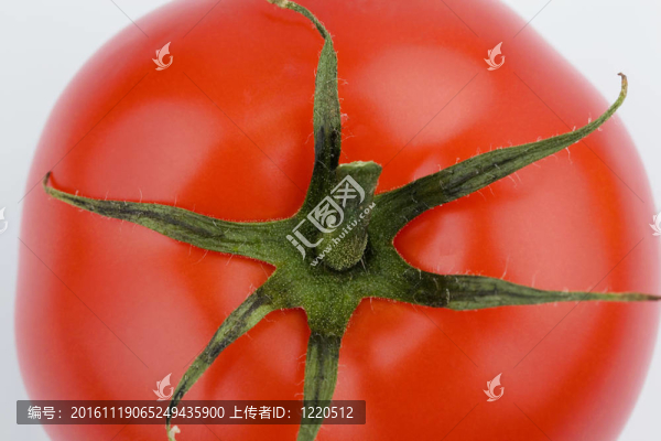 白色背景上的番茄