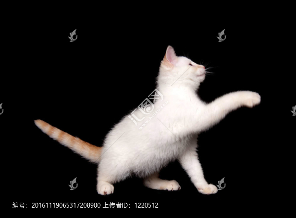黑色背景上的可愛的白色貓