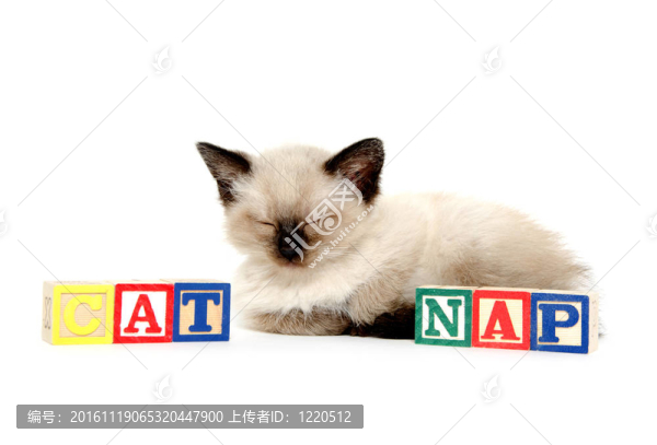 可愛的小貓打盹