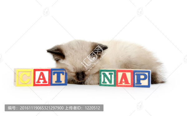 可愛(ài)的小貓打盹