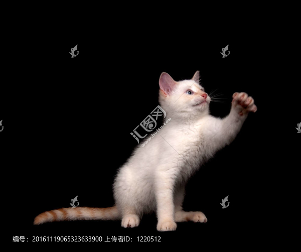 黑色背景上的可愛的白色貓