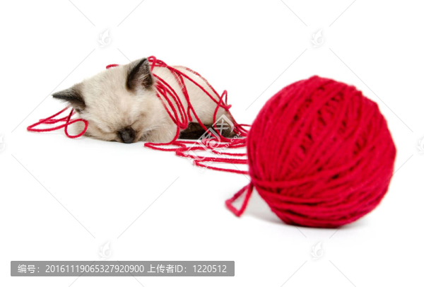 可愛的小貓和紅紗