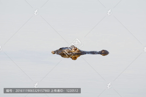 美洲短吻鱷魚