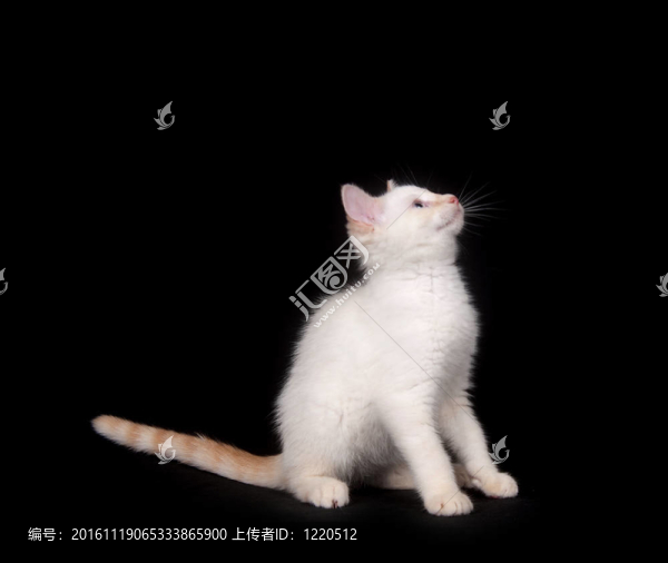 黑色背景上的可愛的白色貓