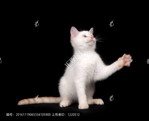 黑色背景上的可愛的白色貓