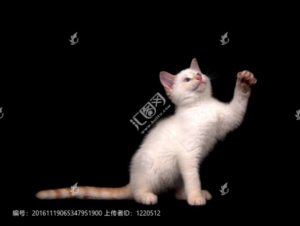 黑色背景上的可愛的白色貓