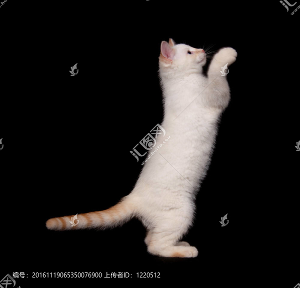 黑色背景上的可愛的白色貓