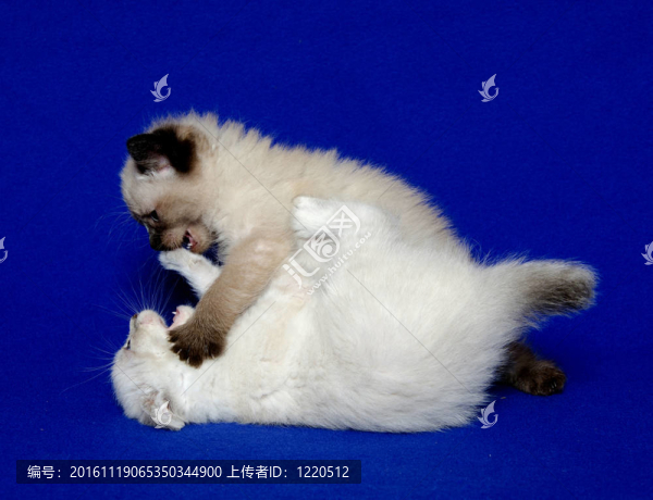 兩只可愛的藍色小貓