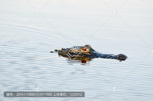 美洲短吻鱷魚
