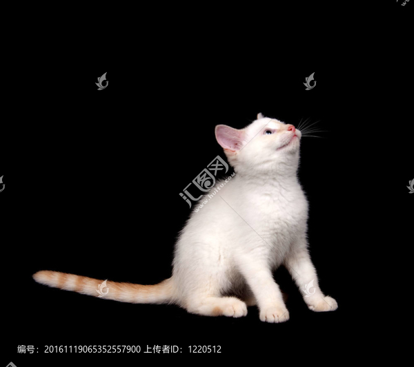 黑色背景上的可愛的白色貓