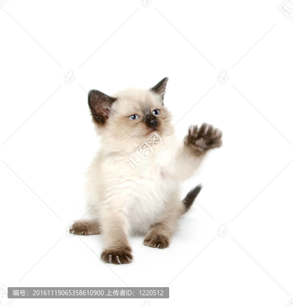 可愛的小貓