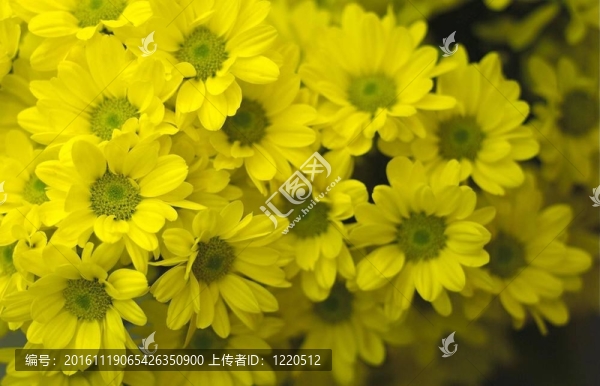 花的風(fēng)景