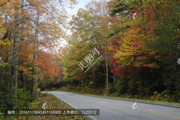 秋天的道路