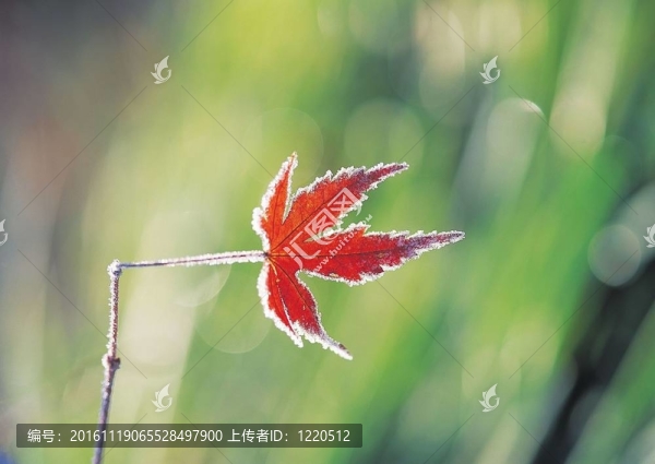 秋天的素描-匯圖網(wǎng) www.fosd68.com 秋天的素描