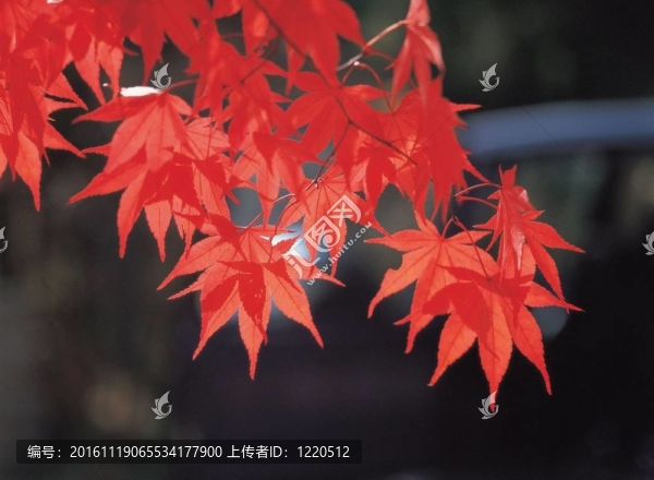 季節(jié)性的觀點(diǎn)