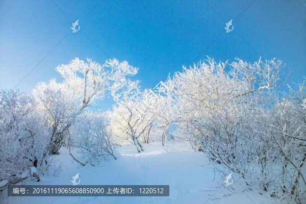 冬天的素描