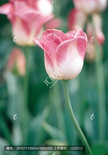 花意象