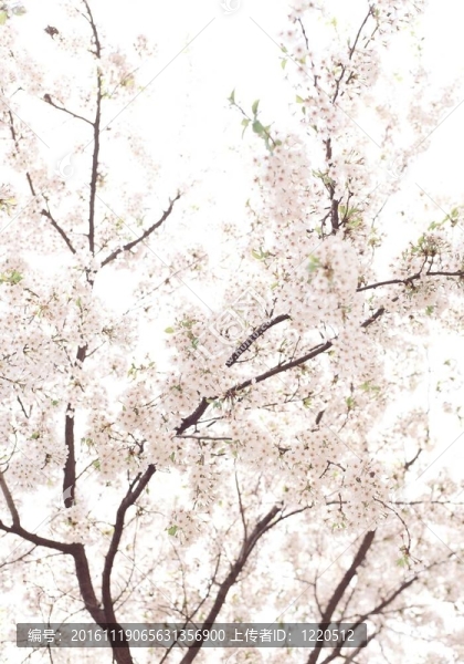 春天的素描