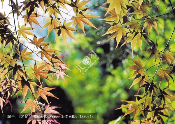 秋天的素描