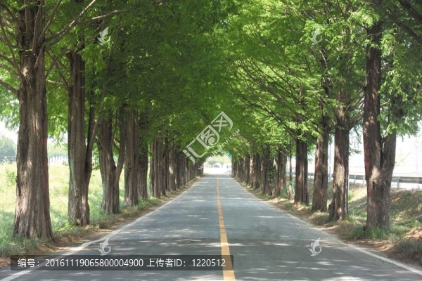 道路景觀
