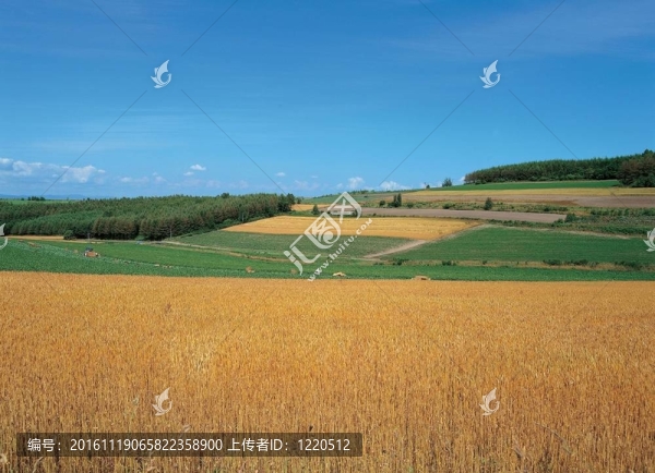 場(chǎng)景