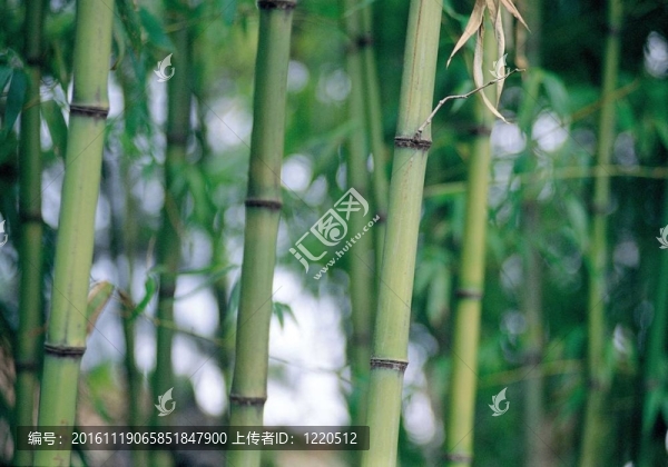 樹形象