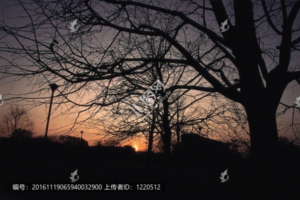 樹形象