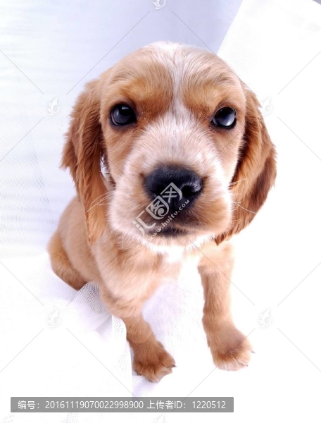 寵物-匯圖網(wǎng) www.fosd68.com 寵物