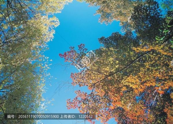 秋天的素描
