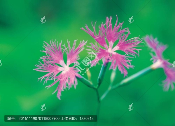 春天的素描