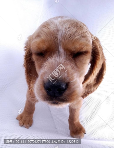 寵物-匯圖網(wǎng) www.fosd68.com 寵物