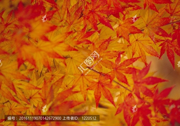 季節(jié)性的觀點(diǎn)