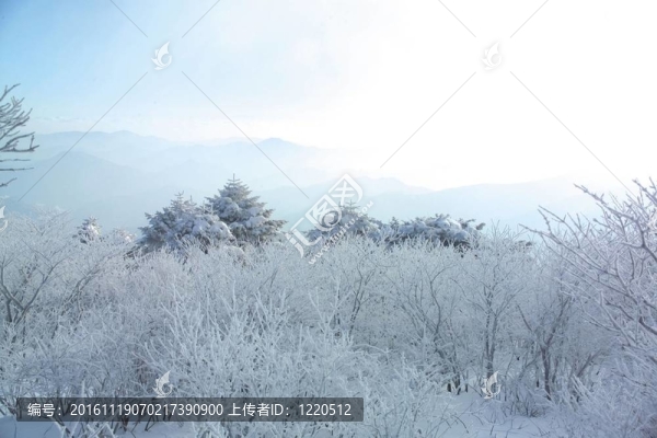 冬天的素描