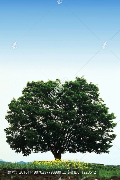 樹形象